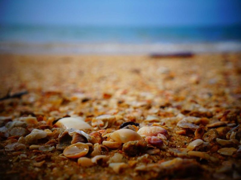 Ullamcorper praesent diam porttitor phasellus vehicula magna